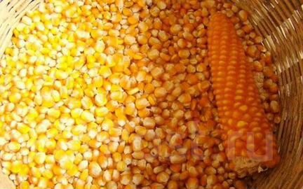 Кукуруза зерновая