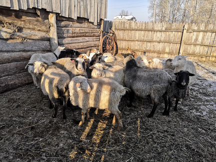 Овцы ярочки Баран