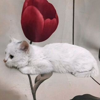 Снежок котенок