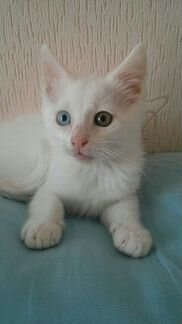 Котёнок породы турецкая ангора