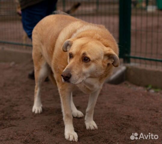 Золотая собака в добрые руки