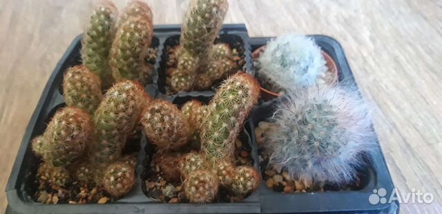 Маммиллярия элонгата