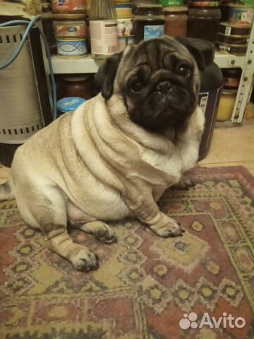 Мопсы в петербурге. Мопсы в петербурге. Мопсы в петербурге. Мопс авито. Мопс мальчик.