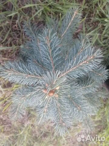 Ель голубая от 50см до 2метров