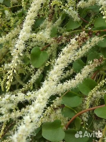 Бусенгольция