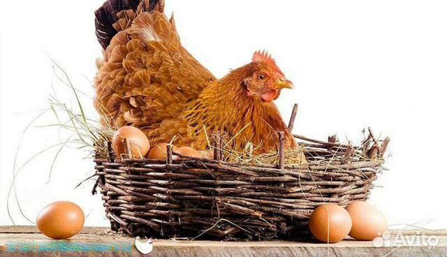 Комбикорм корм для кур несушек