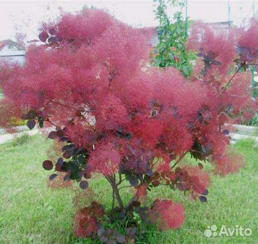 Скумпия кожевенная красная