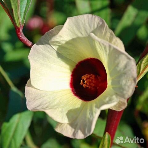 Гибискус разные сорта, семена