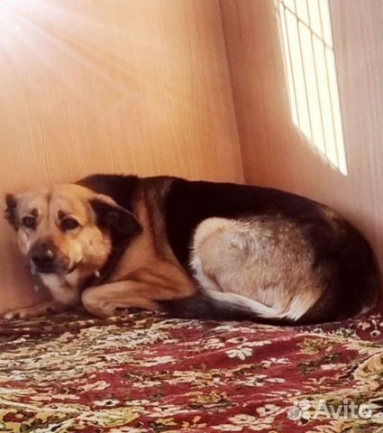 Собака в добрые руки