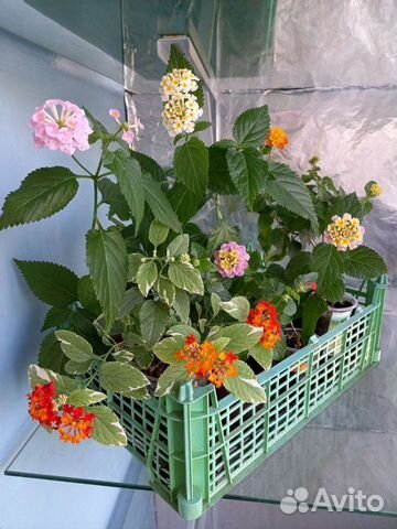 Комнатные цветы Лантана, Фуксия Thalia