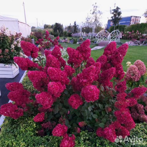 Гортензия Самарская Лидия Взрослый куст