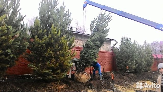 Хвойные деревья, сосна, ель, пихта продам