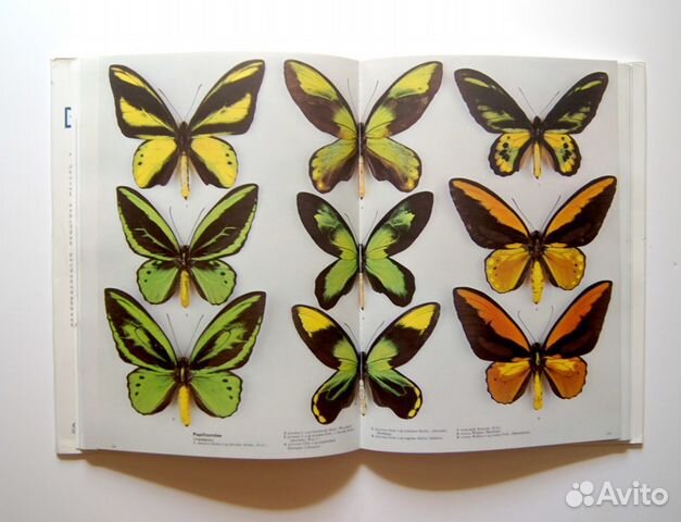Зеленая книга бабочки. Энциклопедия. Бабочки. Бабочки из энциклопедии. Хочу знать энциклопедия бабочки Лабиринт.