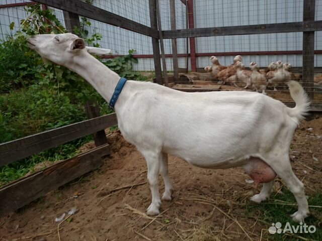 Продаю молодую козочу (6 месяцев), от зааненской козы и нубийского козлика 1785554526