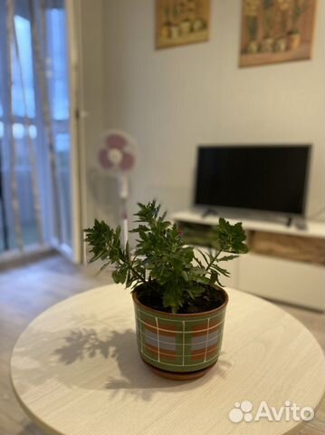 

Квартира-студия, 25 м², 1 кровать