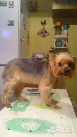 Стрижка собак и кошек Стрижка собак и кошек