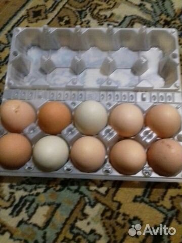 Купить инкубационное яйцо в курской области. Яйцо инкубационное авито Бузулук. Инкубационное яйцо купить на Зозу. Ру Росс 308. Инкубационное яйцо в Брянской области купить. Купить инкубационное яйцо в Альметьевске на авито.