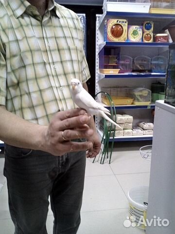 Волнистые попугаи молодые ручные оптом и в розницу купить на Зозу.ру - фотография № 6