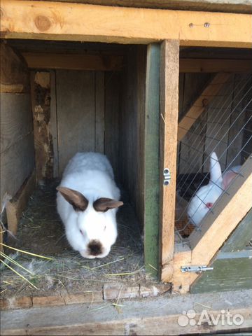 Купить Кроликов В Калужской Области Для Разведения