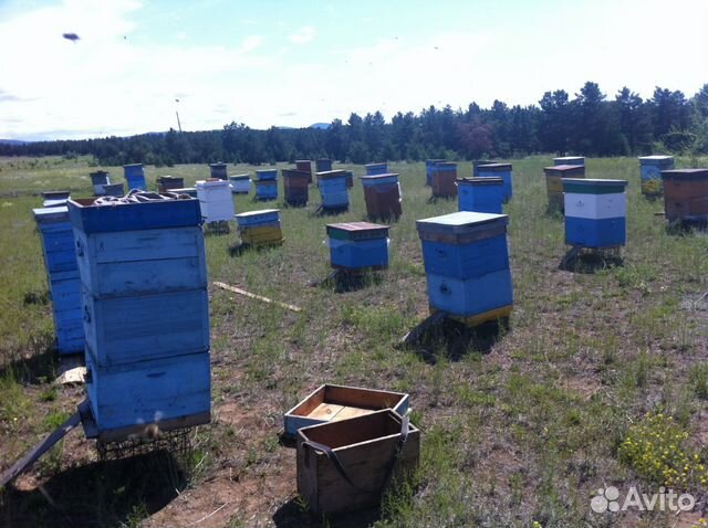 Продам пчелосемьи (пчел) купить на Зозу.ру - фотография № 3