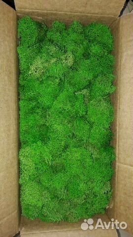 Мох Стабилизированный мох