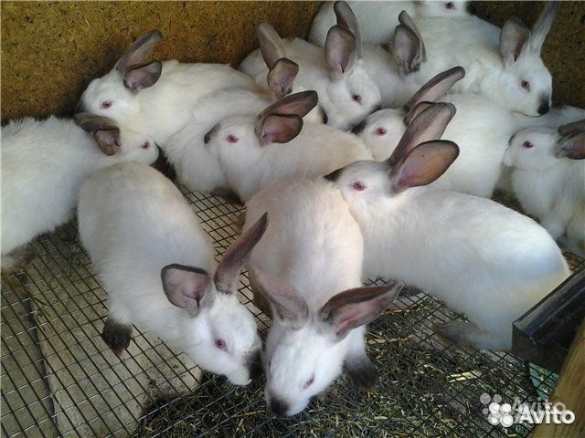 Купить Кролика Калифорнийца В Кингисеппском Районе