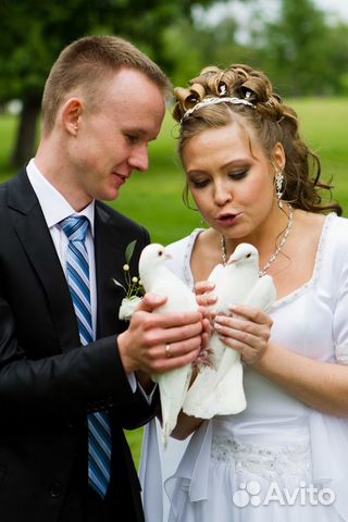 Голуби на свадьбу