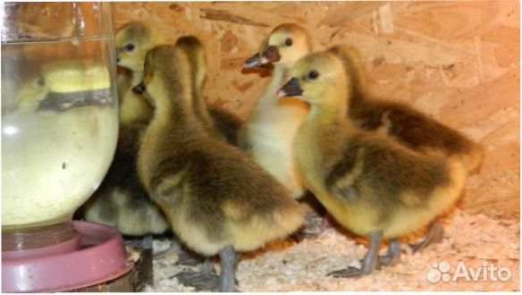 Купить Гусят В Тамбове На Авито