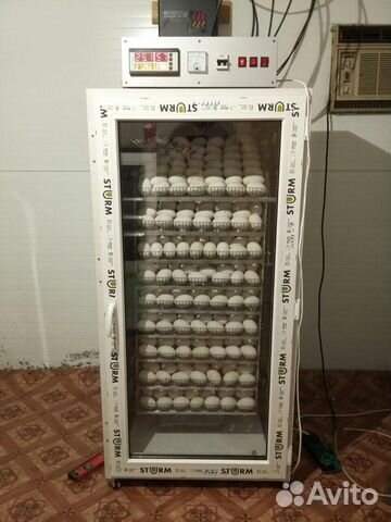 Авито инкубатор б у. Инкубатор автоматический 600 яйцо. Махачкалинская фабрика инкубаторов. Инкубаторы Дагестан. Алиса покажи инкубаторы.