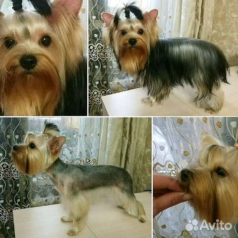 Стрижка собак и кошек