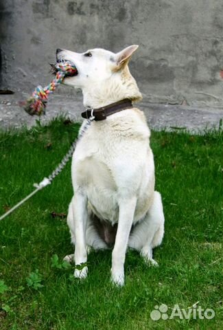 Собака в добрые руки купить на Зозу.ру - фотография № 4