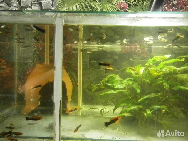 Стойка для содержания и разведения аквариумных рыб купить на Зозу.ру - фотография № 6