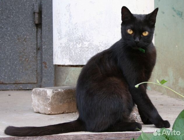Молодая стерилизованная кошка-мышеловка ищет дом купить на Зозу.ру - фотография № 1