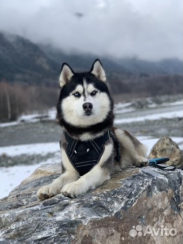 Вязка кобеля хаски