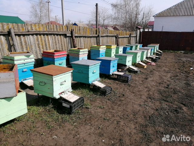 Пчелиная семья купить на Зозу.ру - фотография № 3