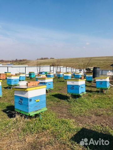 Продаются пчелы купить на Зозу.ру - фотография № 6