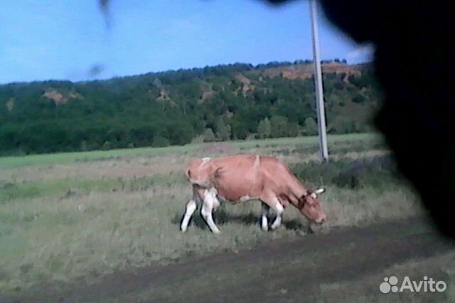 Корова 4 отел с теленком