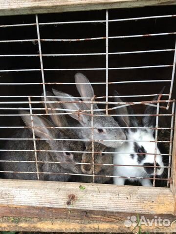 Кролики фландр купить на Зозу.ру - фотография № 5