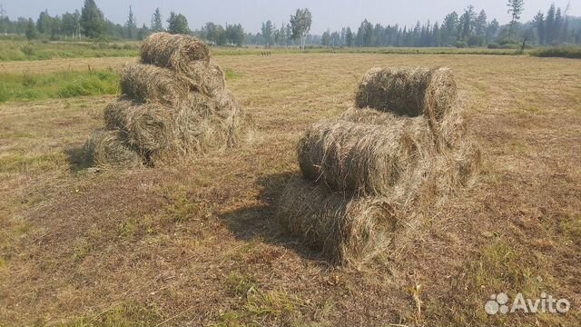 Купить Сено В Ивановской Области На Авито