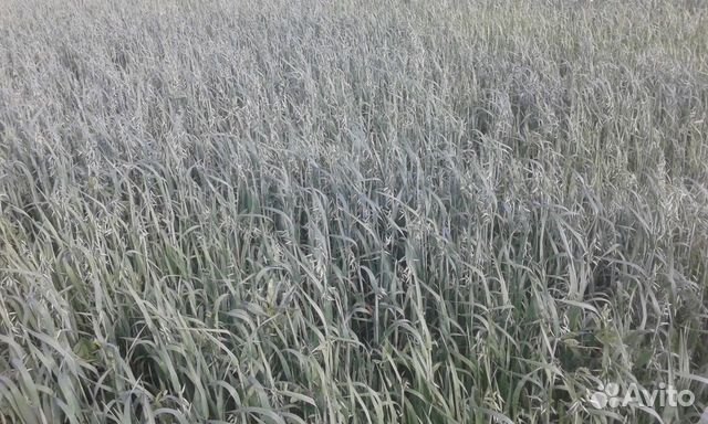 Зерно (овес, ячмень) урожая 2019г купить на Зозу.ру - фотография № 3