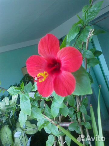 Много цветов