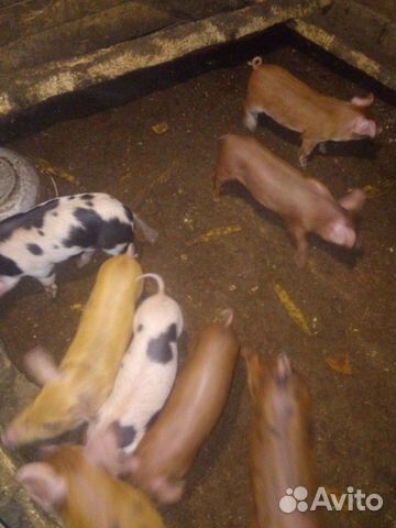 Свиноматки, поросята, мясо купить на Зозу.ру - фотография № 5