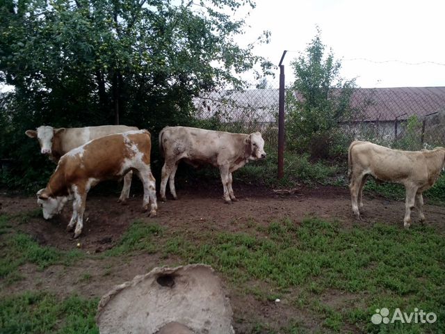 Симментальские бычки купить на Зозу.ру - фотография № 3