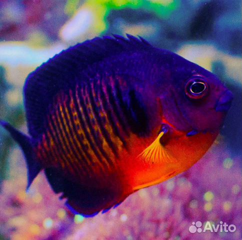 Морской аквариум. Кораллы и морские рыбки с отправ