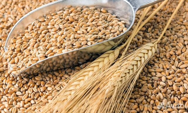 Зерно:пшеница и ячмень купить на Зозу.ру - фотография № 1