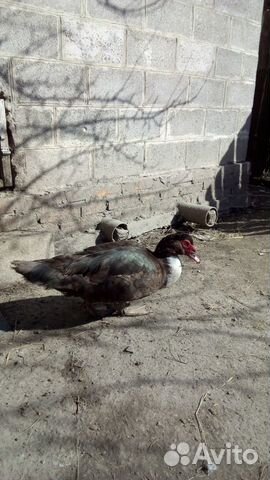 Мускусные утки (индоутки) купить на Зозу.ру - фотография № 4