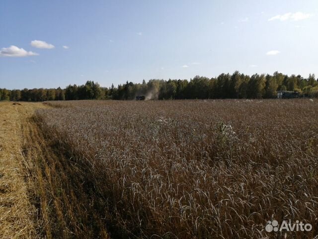 Пшеницы, ячмень, овёс купить на Зозу.ру - фотография № 1