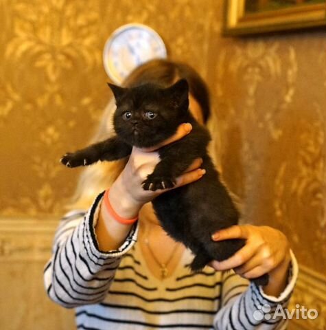 Котята Британские 1 месяц купить на Зозу.ру - фотография № 3