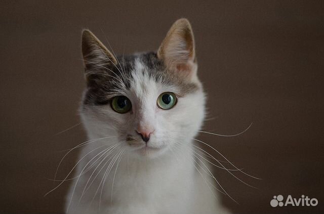 Кот оч ласковый купить на Зозу.ру - фотография № 1