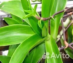 Золотой ус (укорененные отростки)